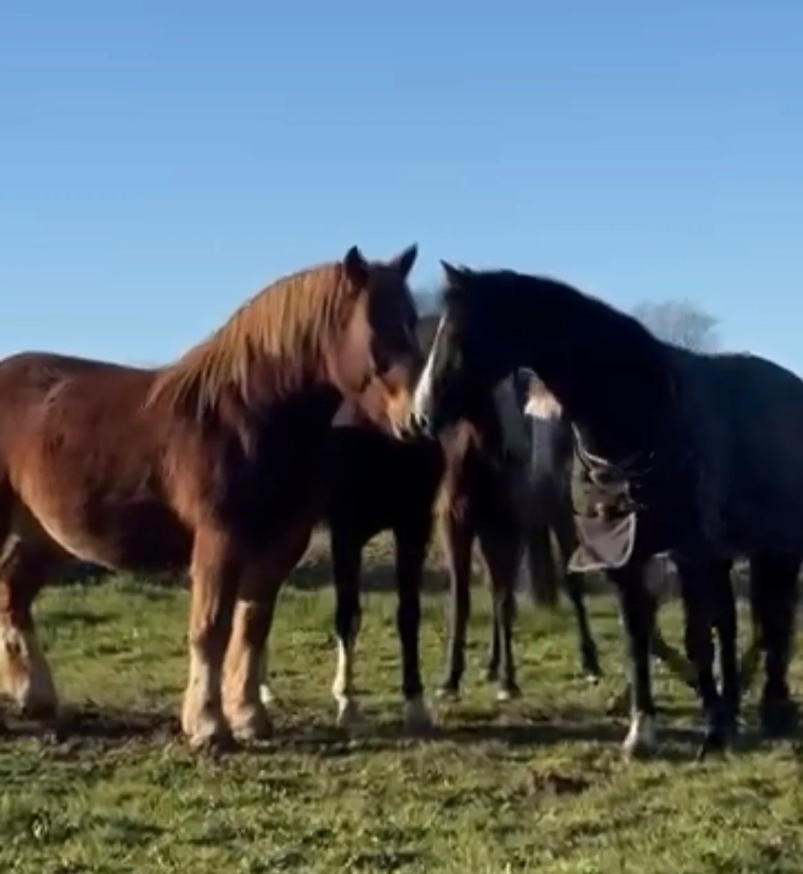 Les chevaux du domaine