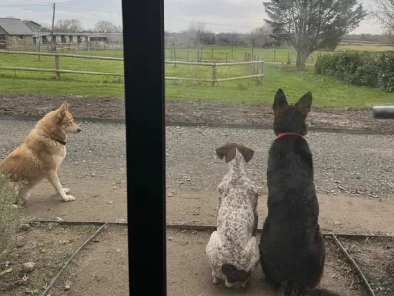 Chiens